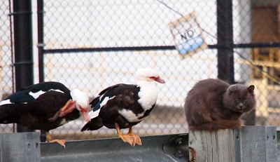 [Close view of a duck scratching its head then a duck with its head turned to look at the cat to its left. The cat is glaring at the camera. The two ducts are standing on the metal rail of the guard rail while the cat is sitting on the wooden post with its tail wrapped around its legs.]